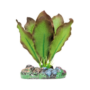 ICA - Aquatic Plants (7 cm) - Anubia de Seda con Bordes Bronceados