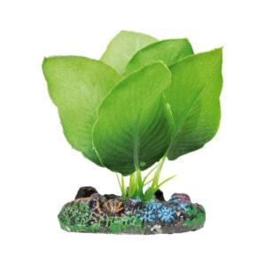 ICA - Aquatic Plants (7 cm) - Anubia de Seda