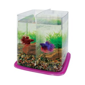 ICA - Bettera (6,4 Litros) Betta Battle Paradise color de base Rosa