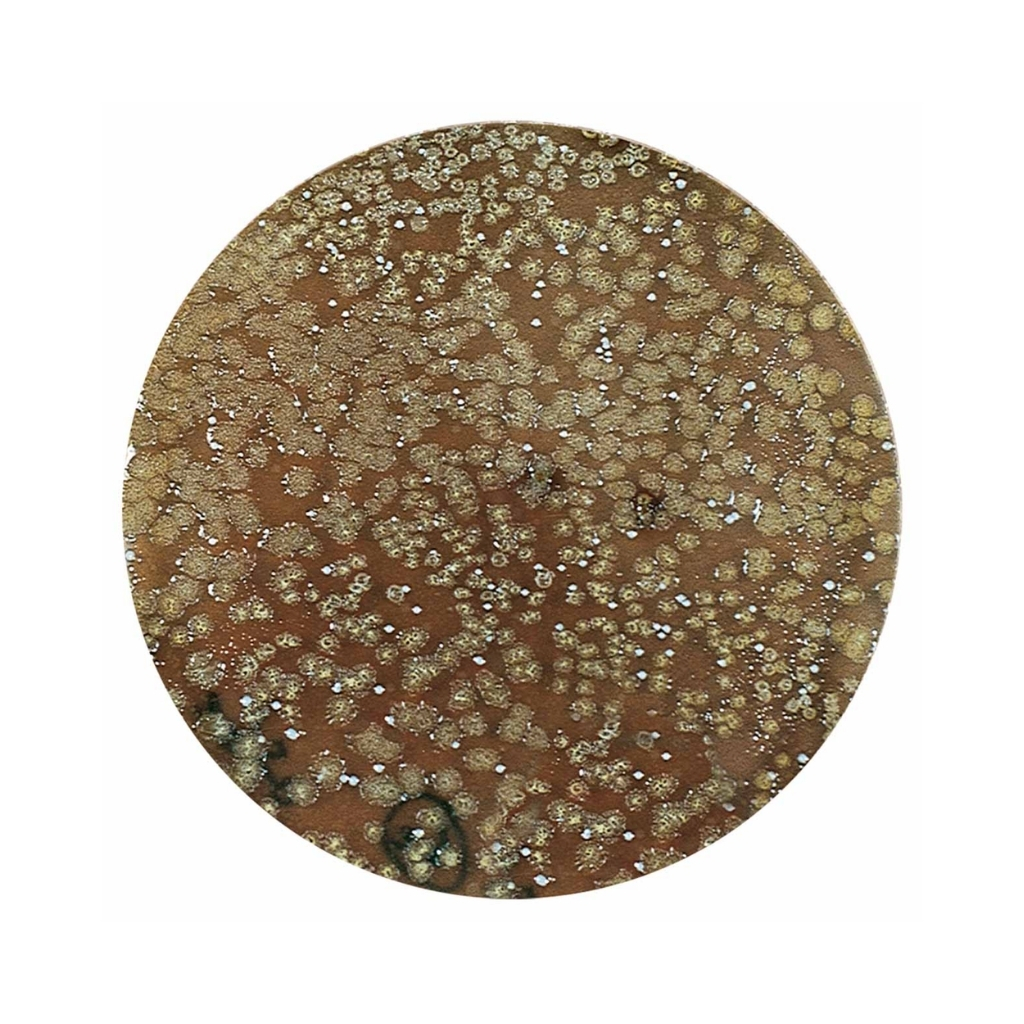 AP48012-4714954480127 (2)